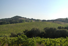 Domaine Mosconi