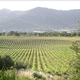 Domaine Renucci