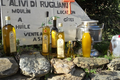 Les oliviers de Rogliano