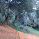 Moulin du Valinco, Patrick Bartoli