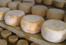 fromage de chèvre de type venachese