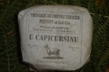U Capicursinu, fromage de chèvre fermier piquant