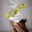 Citronnettes 200g - Chocolats Laia