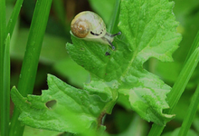 Les escargots d'Armeau, les escarbios d'Armeau