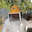 Miellerie de Tavera, apiculture, castanéiculture