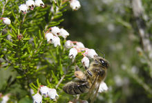 Casalta, Denis et Nancy, le jardin des abeilles