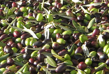 Domaine de torraccia