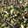 Domaine de torraccia