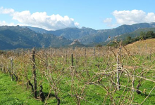 Domaine de torraccia
