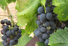 Domaine de torraccia