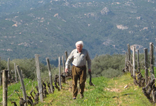 Domaine de torraccia