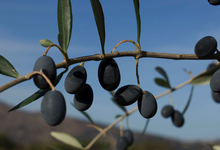 Les Délices de la Vallée du Regino, olives