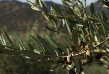 Les Délices de la Vallée du Regino, olives