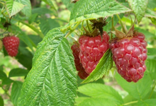 framboises