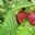 framboises