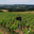 Domaine Maria Cuny