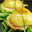 Burger au fromage laguiole et coppa