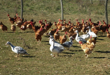 Ferme de Caoué 