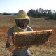 Milabeille
