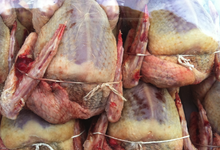Pigeonneaux prêts à cuire 