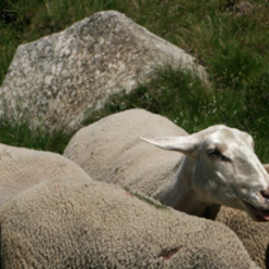 Zone de production de l'agneau de Lozère