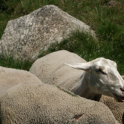 Association Viande d'Agneaux de Lozère (AVAL) 