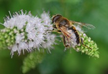 l'abeille, gardienne de l'environnement