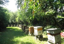 un de nos ruchers en Bourgogne