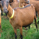 Ferme des Chapotons