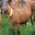 Ferme des Chapotons