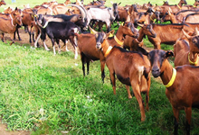 Ferme des Chapotons