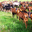 Ferme des Chapotons