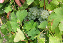 Ferme des Chapotons