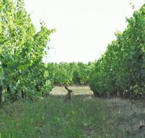 Le Domaine