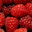 Ty Neol, fraises et framboises
