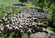  foire aux béliers et aux agnelles de thoard