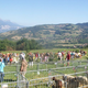 Foire agricole du Pinet-d'Uriage