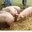 Fete Des Cochons De Crepy 2012