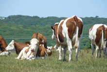La Tomme Du Nevet