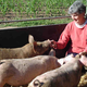 Les Cochons Bio De Lumelen