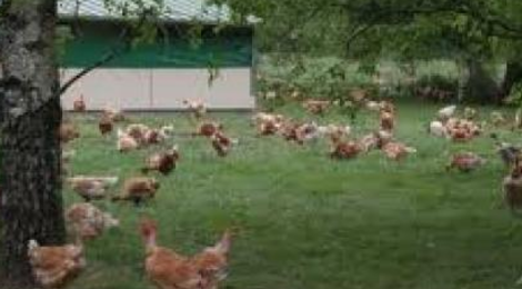 Poulets