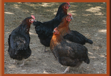 La Ferme Du Lieuvy