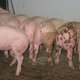 Ferme de la Moinerie 