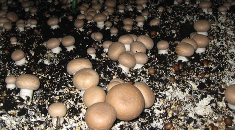 champignons de Paris BIO