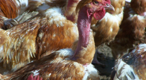 Poulets et volailles