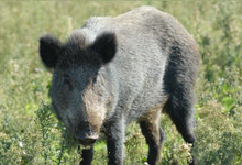 Les Cerfs de Kerfulus