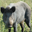 Les Cerfs de Kerfulus