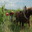 Nous travaillons avec Skippy, notre cheval de trait