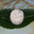 Crottin de chèvre