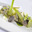 Salade d’artichauts et fenouil, purée de fenouil, crème de citrons confits, sauce poireaux verts et truffe noire (tuber melanosporum)